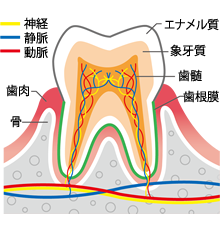 歯の構造と神経